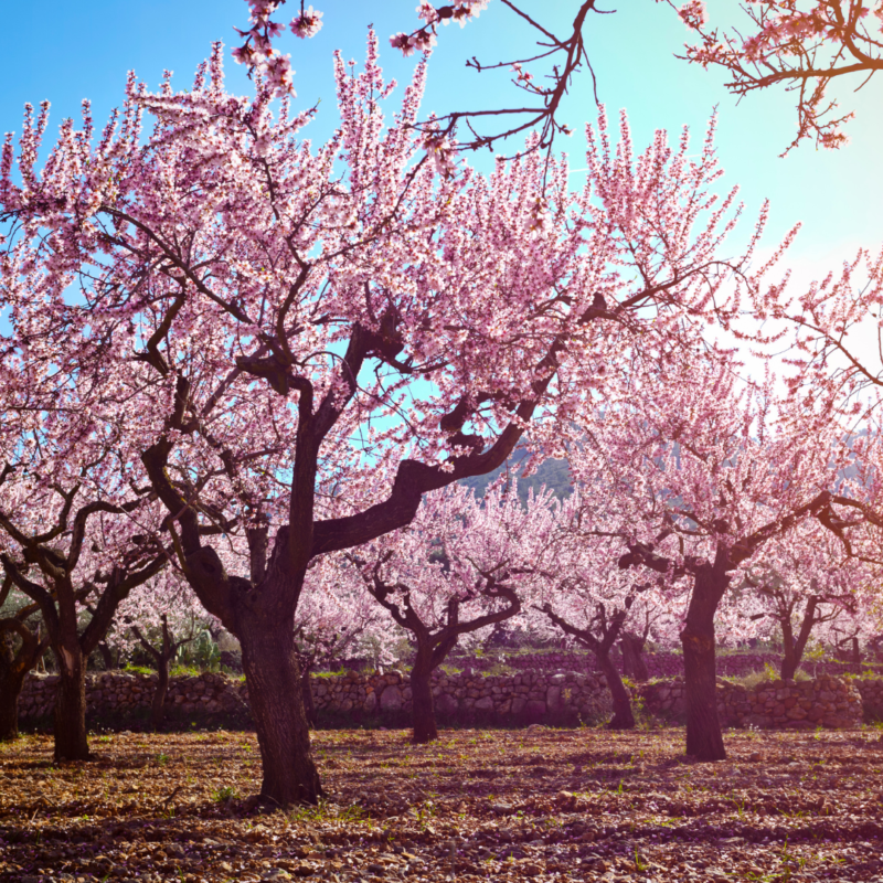 amendoeira-em-flor_luciana-costa